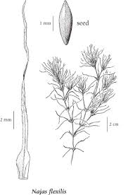Attēlu rezultāti vaicājumam “Najas flexilis”