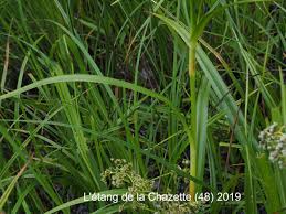 Attēlu rezultāti vaicājumam “Scirpus sylvaticus leaf”