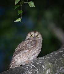 Image result for Otus scops