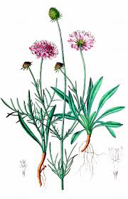 Image result for Scabiosa canescens