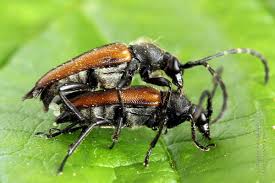 Attēlu rezultāti vaicājumam “Paracorymbia maculicornis imago”