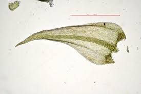 Attēlu rezultāti vaicājumam “Cratoneuron filicinum”