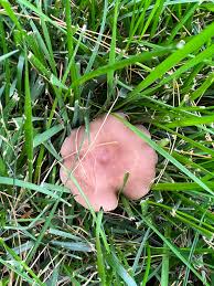 Attēlu rezultāti vaicājumam “Lepista sp.”