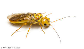 Attēlu rezultāti vaicājumam “Pamphiliidae”