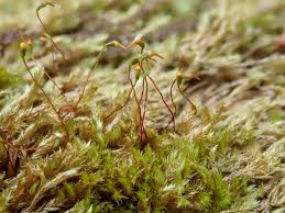 Attēlu rezultāti vaicājumam “Pseudotaxiphyllum elegans macro”