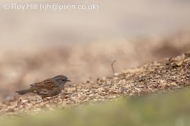 Attēlu rezultāti vaicājumam “Prunella modularis adult”