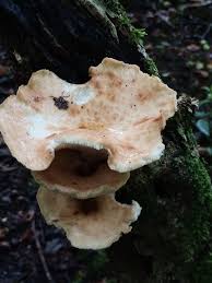 Attēlu rezultāti vaicājumam “Polyporus tubaeformis”
