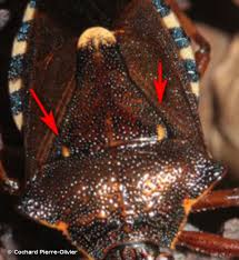 Attēlu rezultāti vaicājumam “Pinthaeus sanguinipes”