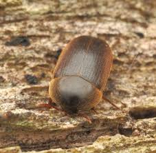 Attēlu rezultāti vaicājumam “Tetratomidae”