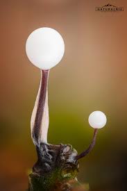 Attēlu rezultāti vaicājumam “Lamproderma arcyrioides stalked”