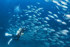 Image result for Tornado Divers