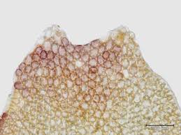 Attēlu rezultāti vaicājumam “Lophozia ascendens”