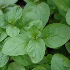 Image result for Mentha piperita