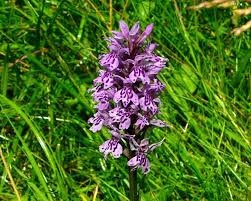 Attēlu rezultāti vaicājumam “Dactylorhiza fuchsii flower”