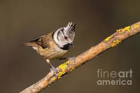 Attēlu rezultāti vaicājumam “Lophophanes cristatus”