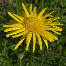 Image result for Buphthalmum salicifolium