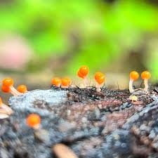 Attēlu rezultāti vaicājumam “Hemitrichia decipiens macro”