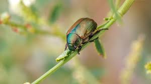 Attēlu rezultāti vaicājumam “Anomala dubia”