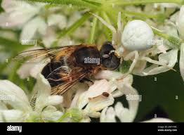 Attēlu rezultāti vaicājumam “Eristalis sp.”