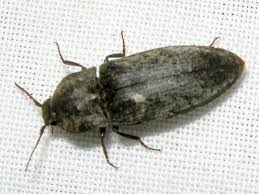 Attēlu rezultāti vaicājumam “Prosternon tessellatum”