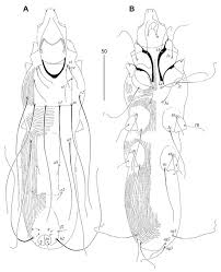 Attēlu rezultāti vaicājumam “Cribraria piriformis stalked”