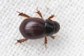 Attēlu rezultāti vaicājumam “Aegialia arenaria”