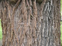 Attēlu rezultāti vaicājumam “Salix alba var. sericea”