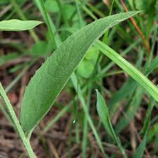 Image result for Centaurea pseudophrygia