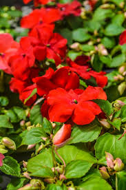 Image result for Impatiens walleriana