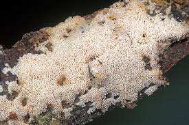 Attēlu rezultāti vaicājumam “Schizopora paradoxa”