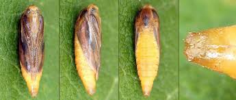 Attēlu rezultāti vaicājumam “Ypsolopha parenthesella”