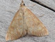 Attēlu rezultāti vaicājumam “Udea fulvalis”