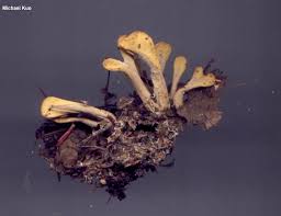 Attēlu rezultāti vaicājumam “Spathularia flavida”