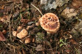 Attēlu rezultāti vaicājumam “Polyporus squamosus”