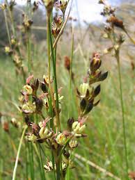 Attēlu rezultāti vaicājumam “Juncus gerardii bud”