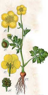 Attēlu rezultāti vaicājumam “Ranunculus bulbosus flower”