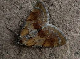 Attēlu rezultāti vaicājumam “Pennithera firmata”