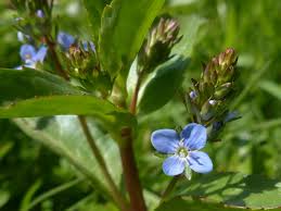Attēlu rezultāti vaicājumam “Veronica beccabunga bud”