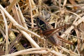 Attēlu rezultāti vaicājumam “Metrioptera roeselii”