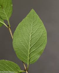 Attēlu rezultāti vaicājumam “Lonicera xylosteum”