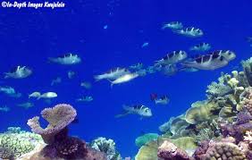 Image result for Monotaxis grandoculis