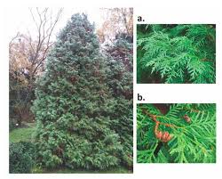 Attēlu rezultāti vaicājumam “Thuja occidentalis leaf”