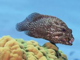 Image result for Cephalopholis cruentata