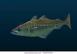 Image result for Pollachius pollachius