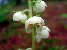 Attēlu rezultāti vaicājumam “Pyrolaceae”
