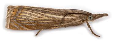 Attēlu rezultāti vaicājumam “Chrysoteuchia culmella”