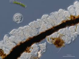 Attēlu rezultāti vaicājumam “Paradiacheopsis sp.”