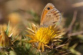 Attēlu rezultāti vaicājumam “Coenonympha pamphilus upperside”