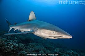 Image result for Carcharhinus galapagensis