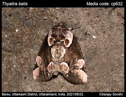 Attēlu rezultāti vaicājumam “Thyatira batis”